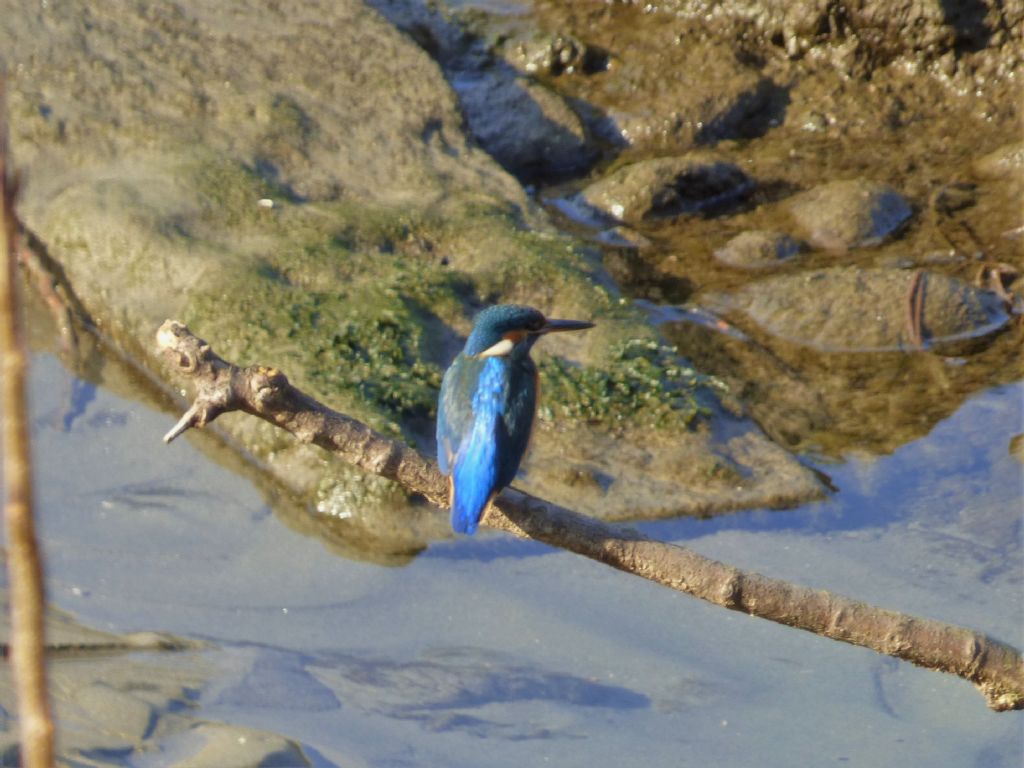 Martin pescatore (Alcedo atthis)